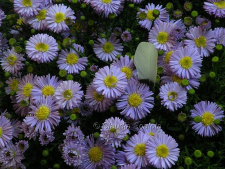 Settembrino (Aster novae-belgii) -Settembre,ottobre